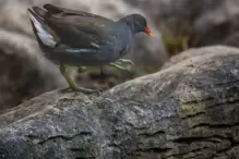 A MOORHEN IN HUNTING MODE [ST FIACHRA'S GARDEN IN KILDARE] X-234988-1