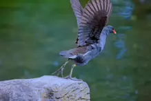 A MOORHEN IN HUNTING MODE [ST FIACHRA'S GARDEN IN KILDARE] X-234992-1