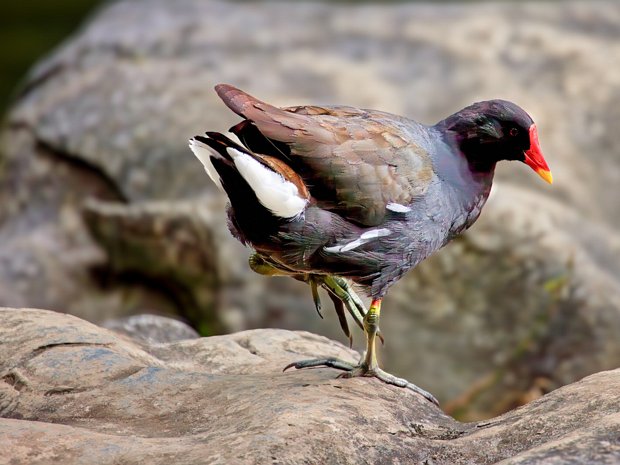 ATTRACTIVE MOORHEN Moorhens, the most territorial birds in the garden, are a common sight. Males and females, both referred to as moorhens,...