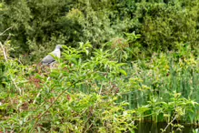 THE NEWBRIDGE SECTION OF THE LIFFEY LINEAR PARK INCLUDES A FAIRY WALK [14 AUGUST 2024]-238665-1