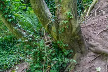 THE NEWBRIDGE SECTION OF THE LIFFEY LINEAR PARK INCLUDES A FAIRY WALK [14 AUGUST 2024]-238674-1