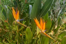 THE BIRD OF PARADISE [AT THE BOTANIC GARDENS IN MAY 2013]-234457-1