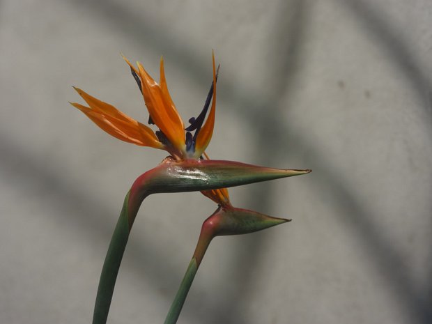 BIRD OF PARADISE PLANT The Strelitzia reginae, also known as the Bird of Paradise flower, is a striking and unique plant that is native to...