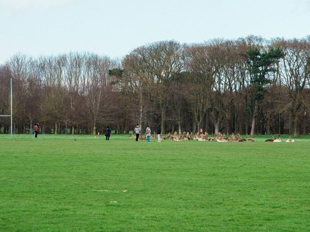 Deer Herd I did not wish to disturb the herd of deer so I used a telephoto lens to capture one image of the herd who were lying...