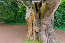 I LIKE THIS OLD TREE [WHICH MAY HAVE BEEN DAMAGED BY A LIGHTNING STRIKE]-237296-1