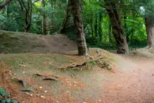 THE WOODLANDS AND THE TREES [ST ANNE'S PARK IN RAHENY]-241761-1