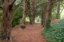 THE WOODLANDS AND THE TREES [ST ANNE'S PARK IN RAHENY]-241762-1