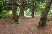 THE WOODLANDS AND THE TREES [ST ANNE'S PARK IN RAHENY]-241763-1