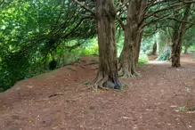 THE WOODLANDS AND THE TREES [ST ANNE'S PARK IN RAHENY]-241764-1