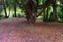 THE WOODLANDS AND THE TREES [ST ANNE'S PARK IN RAHENY]-241771-1