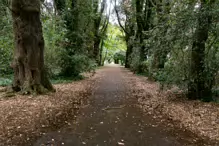 THE WOODLANDS AND THE TREES [ST ANNE'S PARK IN RAHENY]-241774-1