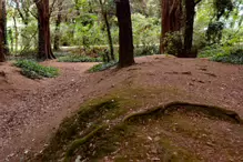 THE WOODLANDS AND THE TREES [ST ANNE'S PARK IN RAHENY]-241776-1