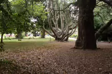 THE WOODLANDS AND THE TREES [ST ANNE'S PARK IN RAHENY]-241780-1