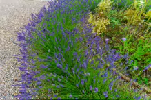 THE WALLED GARDEN AT ST ANNE'S PARK [NO ACCESS TO THE CHINESE PAVILION]-237146-1