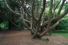 I FOUND IT DIFFICULT TO PROPERLY PHOTOGRAPH THE WOODED AREAS [ST ANNES PARK JULY 2024]-237301-1