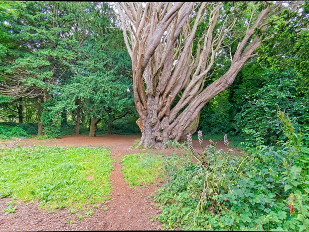 AN OLD TREE St. Anne's Park boasts a diverse and fascinating collection of trees, many of which were planted by the Guinness family...