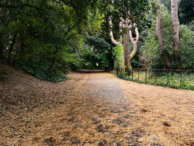 WOODS AND TREES St. Anne's Park boasts a diverse and mature collection of trees, many of which were planted in the 19th century by the...