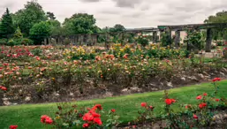 BOTANIC GARDENS IN BELFAST [26 JUNE 2014]-233033-1