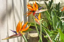 THE BIRD OF PARADISE [AT THE BOTANIC GARDENS IN MAY 2013]-234455-1