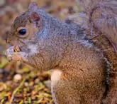 THIS SQUIRREL TOOK SOMETHING FROM MY POCKET [BOTANIC GARDENS JULY 2009]-233001-1