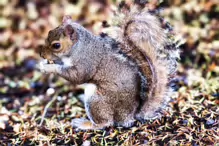 THIS SQUIRREL TOOK SOMETHING FROM MY POCKET [BOTANIC GARDENS JULY 2009]-233002-1