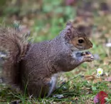 THIS SQUIRREL TOOK SOMETHING FROM MY POCKET [BOTANIC GARDENS JULY 2009]-233004-1