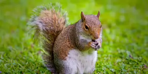 THIS SQUIRREL TOOK SOMETHING FROM MY POCKET [BOTANIC GARDENS JULY 2009]-233007-1