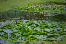 THE POND AREA