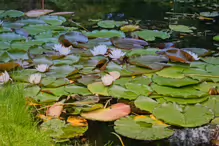 THE POND AND THE WATER LILLIES AT THE BOTANIC GARDENS IN GLASNEVIN [JULY 2009]-232965-1