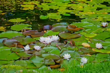 THE POND AND THE WATER LILLIES AT THE BOTANIC GARDENS IN GLASNEVIN [JULY 2009]-232970-1