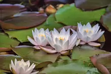 THE POND AND THE WATER LILLIES AT THE BOTANIC GARDENS IN GLASNEVIN [JULY 2009]-232971-1