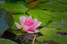 THE POND AND THE WATER LILLIES AT THE BOTANIC GARDENS IN GLASNEVIN [JULY 2009]-232975-1