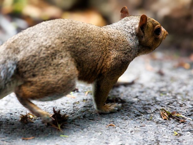 FRIENDLY GREY SQUIRREL The National Botanic Gardens in Glasnevin, Dublin, are currently home to a thriving population of grey squirrels.