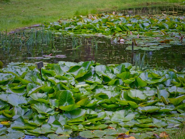 THE POND AREA The pond at the National Botanic Gardens in Glasnevin, Dublin, is not only known for its beautiful water lilies but also...