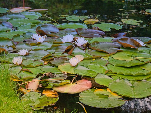 WATER LILLIES The water lilies in the pond are a sight to behold, especially during their peak blooming season. They come in various...