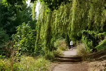 MILLTOWN SECTION OF THE DODDER TRAIL [DOGS ARE WELCOME BUT MUST BE ON A LEASH]-239207-1