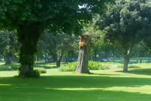 WHAT IS THIS YELLOW STRUCTURE [A TREE IN HERBERT PARK]-233330-1