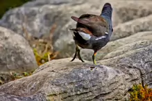 A MOORHEN IN HUNTING MODE [ST FIACHRA'S GARDEN IN KILDARE] X-234989-1