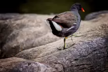 A MOORHEN IN HUNTING MODE [ST FIACHRA'S GARDEN IN KILDARE] X-234990-1