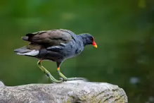 A MOORHEN IN HUNTING MODE [ST FIACHRA'S GARDEN IN KILDARE] X-234991-1