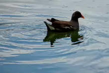 A MOORHEN IN HUNTING MODE [ST FIACHRA'S GARDEN IN KILDARE] X-234993-1