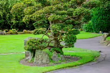 JAPANESE GARDENS [NEAR KILDARE TOWN 27 JULY 2009] X-234953-1