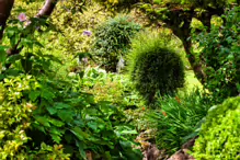 JAPANESE GARDENS [NEAR KILDARE TOWN 27 JULY 2009] X-234961-1