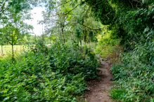 THE NEWBRIDGE SECTION OF THE LIFFEY LINEAR PARK INCLUDES A FAIRY WALK [14 AUGUST 2024]-238677-1