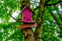 THE NEWBRIDGE SECTION OF THE LIFFEY LINEAR PARK INCLUDES A FAIRY WALK [14 AUGUST 2024]-238681-1