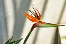 THE BIRD OF PARADISE [AT THE BOTANIC GARDENS IN MAY 2013]-234453-1