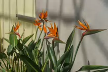 THE BIRD OF PARADISE [AT THE BOTANIC GARDENS IN MAY 2013]-234454-1