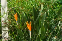 THE BIRD OF PARADISE [AT THE BOTANIC GARDENS IN MAY 2013]-234459-1