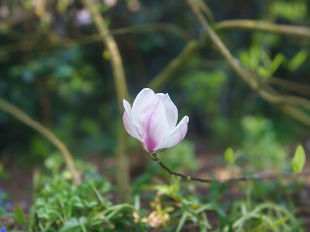 RANDOM IMAGES The National Botanic Gardens in Dublin are located in Glasnevin, just three kilometres from Dublin City Centre, and are...