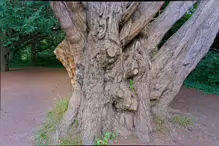 I LIKE THIS OLD TREE [WHICH MAY HAVE BEEN DAMAGED BY A LIGHTNING STRIKE]-237295-1